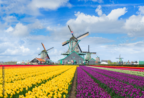 traditional Dutch scenery with windmill of Zaanse Schans with dramatic sky and tulips field , Netherlands