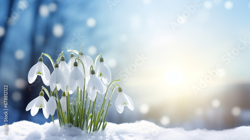 white snowdrop flowers blooming outdoors in snow. ai generative photo