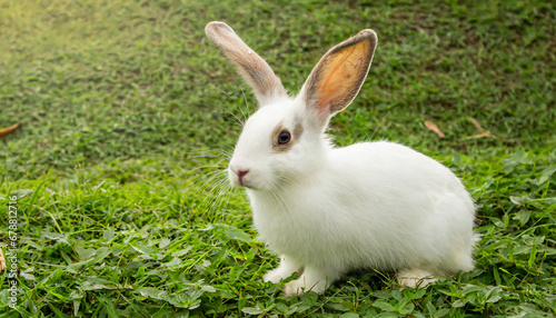white rabbit with long ears playing on the grass cute pet rabbit animal wallpaper background