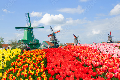 view of dutch windmills in Zaanse Schans with tulips field, Holland photo