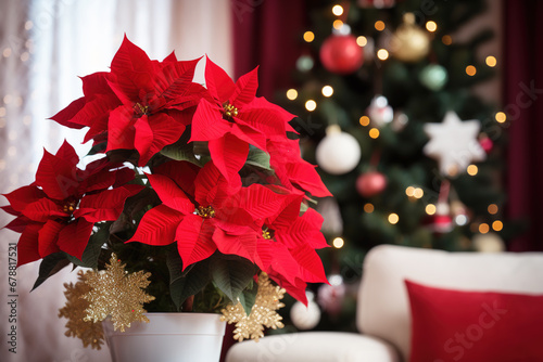 Beautiful poinsettia near Christmas tree on blurred background. Traditional Christmas flower photo