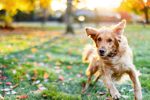 Golden retriever running outside