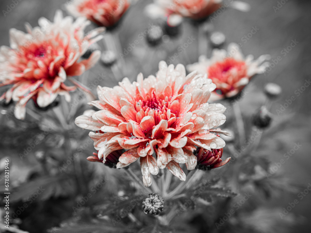 Delicate orange chrysanthemums bloom in late autumn. Delicate orange chrysanthemums bloom in late autumn.