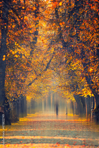 Krajobraz, jesienna aleja w parku wśród drzew, Polska