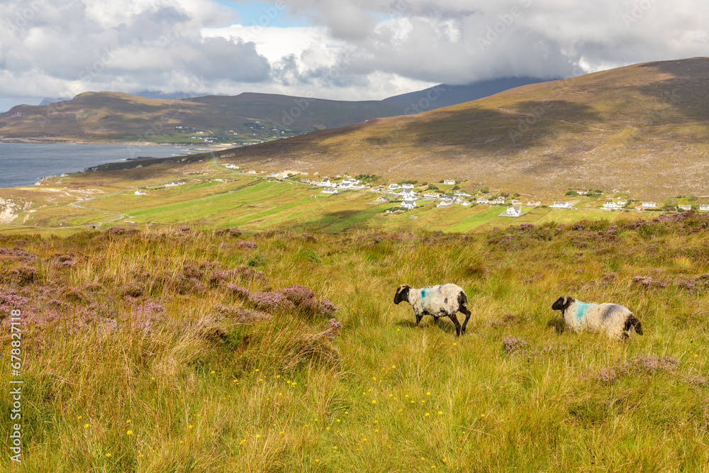 Fototapeta premium Granuaile Loop Walk Trail cover by flowers, vegetation and some sheeps