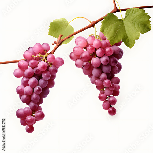 Isolated on a transparent background, grapevines stand alone.