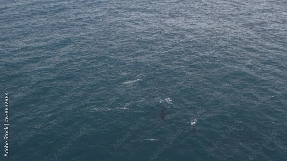 Humpback Whales filmed with a Drone in Iceland Humpback Whales filmed with a Drone in Iceland