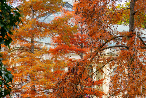 Autumn. Fall. Autumn landscape and colors. Forest route. Orange color tree, red brown maple leaves in autumn city park. Beautiful orange and yellow leaves. Palacio de Cristal. Madrid. El Retiro Park.