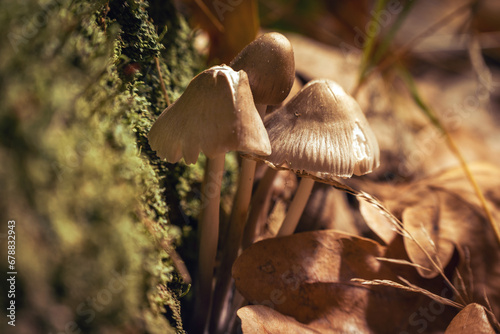 Psilocybe Bohemica mushrooms in the autumn forest among fallen leaves photo