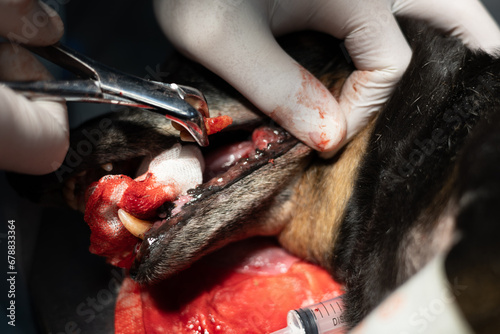 A veterinary dentist removes a diseased tooth from a dog under anesthesia in the operating room. A surgeon's hand uses a dental clamp to remove a rotten tooth from a dog's mouth.