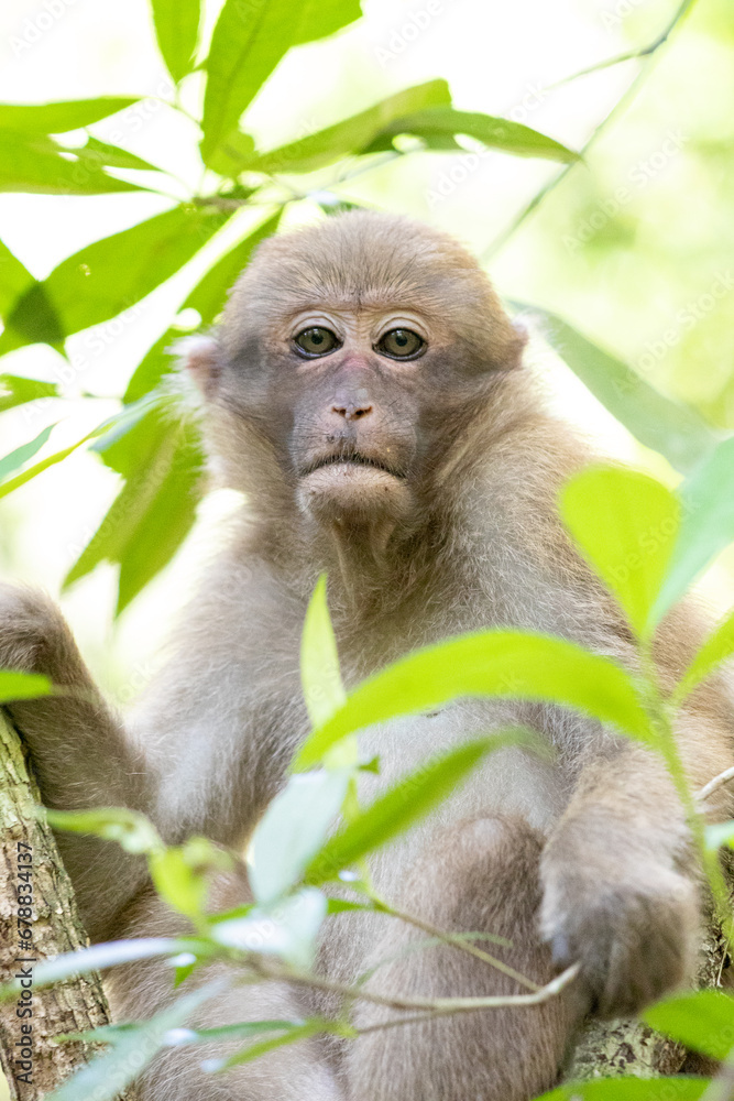 Obraz premium monkey in the forest of thailand. (macaca fascicularis)