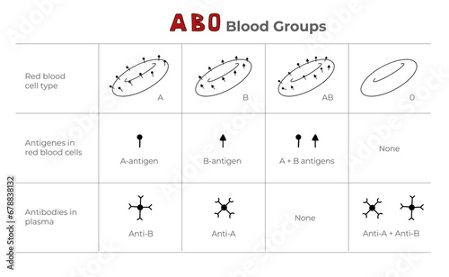 Blood groups, blood types, antigens and antibodies explanation in a table. Medical illustration in line art style. photo
