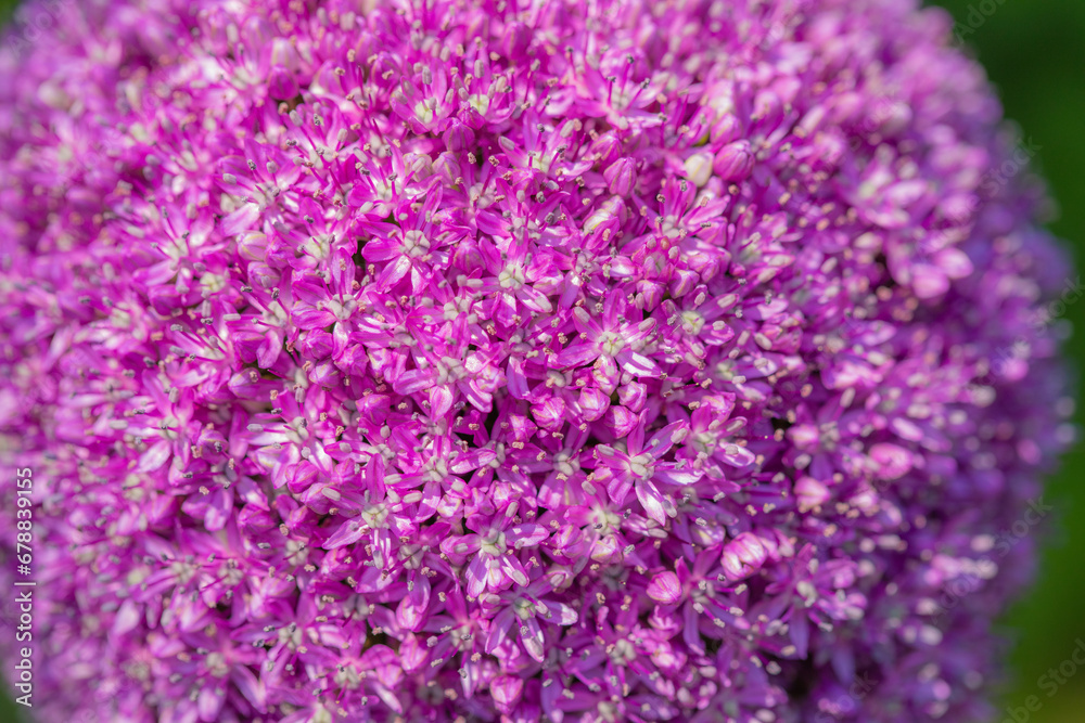 Mixed colorful flowers background Mixed colorful flowers background