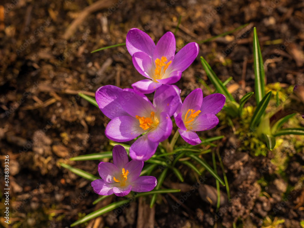 Fototapeta premium Mixed colorful flowers background