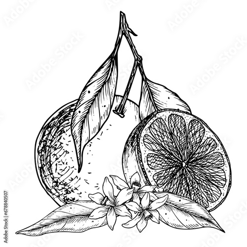 Orange Fruit with slices. Hand drawn vector illustration of tropical citrus food isolated background. Linear mandarin with flower and leaf. Drawing of tangerine in black and white colors for icon.