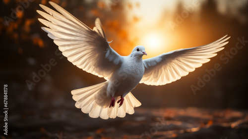 Heavenly white dove symbolizes love and peace © Chanya2498