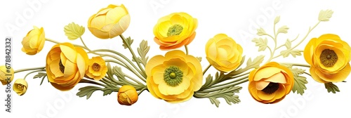 Vibrant Yellow Ranunculus Flowers Spread on White Background