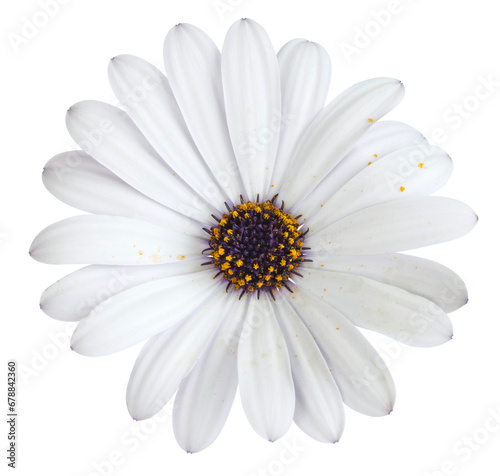 Fleur d'Osteospermum blanche
