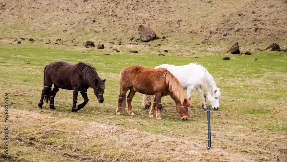 Icelandic horses in a pasture, different coat colours, white, brown, black. A mountain in the background
