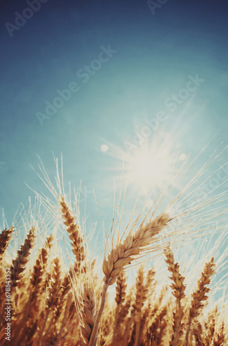 primo piano di spighe di frumento in controluce, sole brillante e cielo azzurro sullo sfondo, vista dal basso photo
