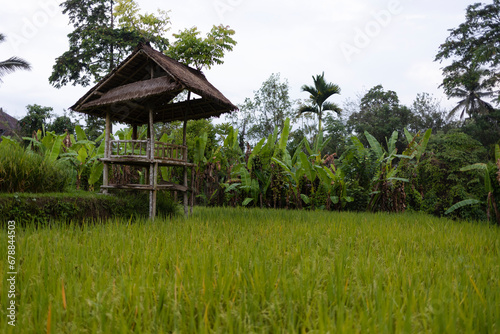 Rice platation in Bali, Indonesia