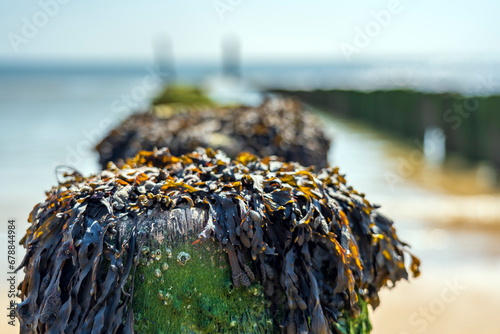Growing seaweed on the pile heads during low tide at Zoutelande, Zeeland photo