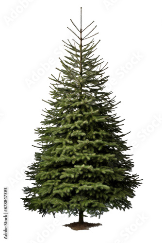 A christmas tree isolated on a transparent background.