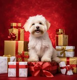 a white and fluffy dog in front of christmas presents