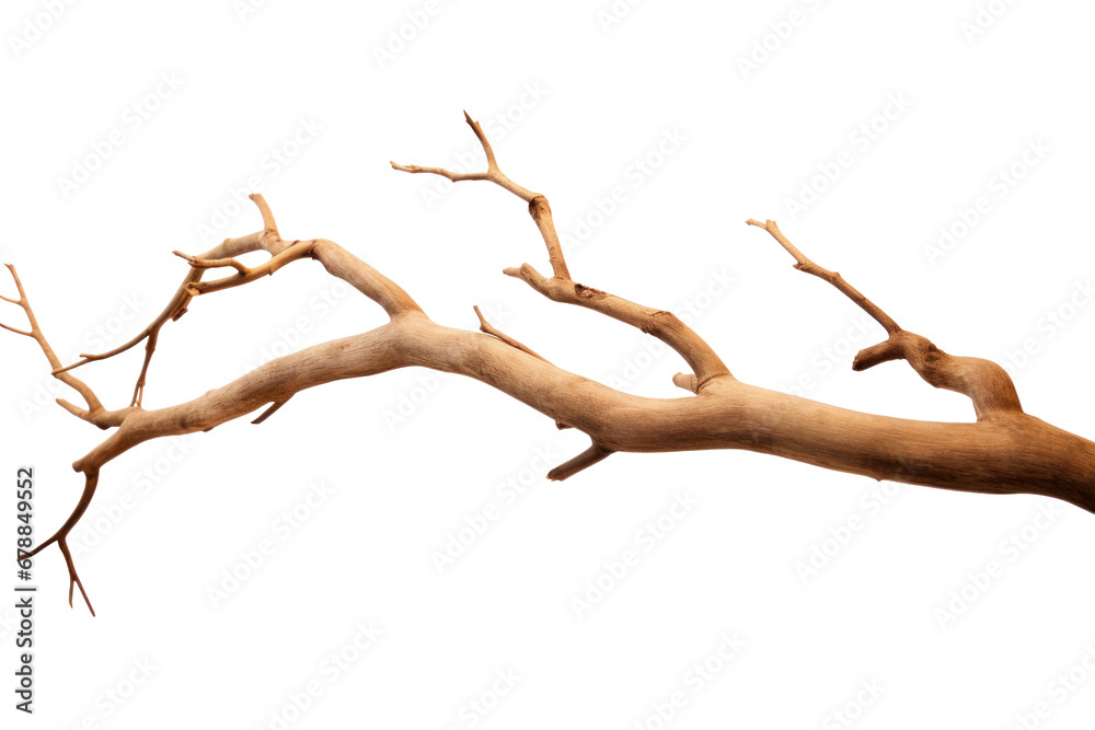 Fototapeta premium Dry tree branch isolated on transparent background.