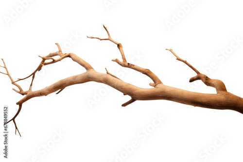 Dry tree branch isolated on transparent background. photo