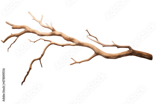 Dry tree branch isolated on transparent background.