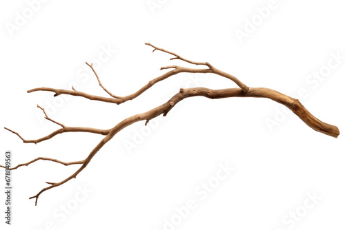 Fototapete Dry tree branch isolated on transparent background.