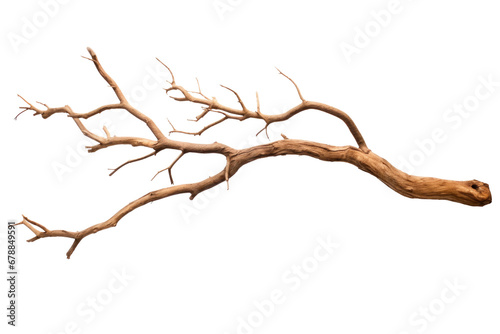 Dry tree branch isolated on transparent background.