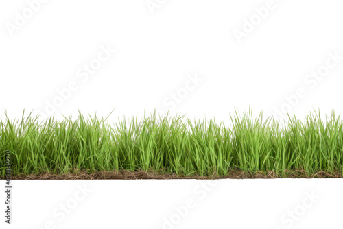 Grass field isolated on a transparent background. photo