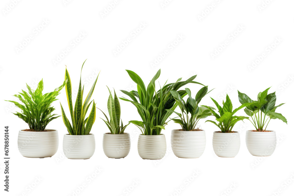 Fototapeta premium Indoor house plants in ceramic pots isolated on a transparent background.