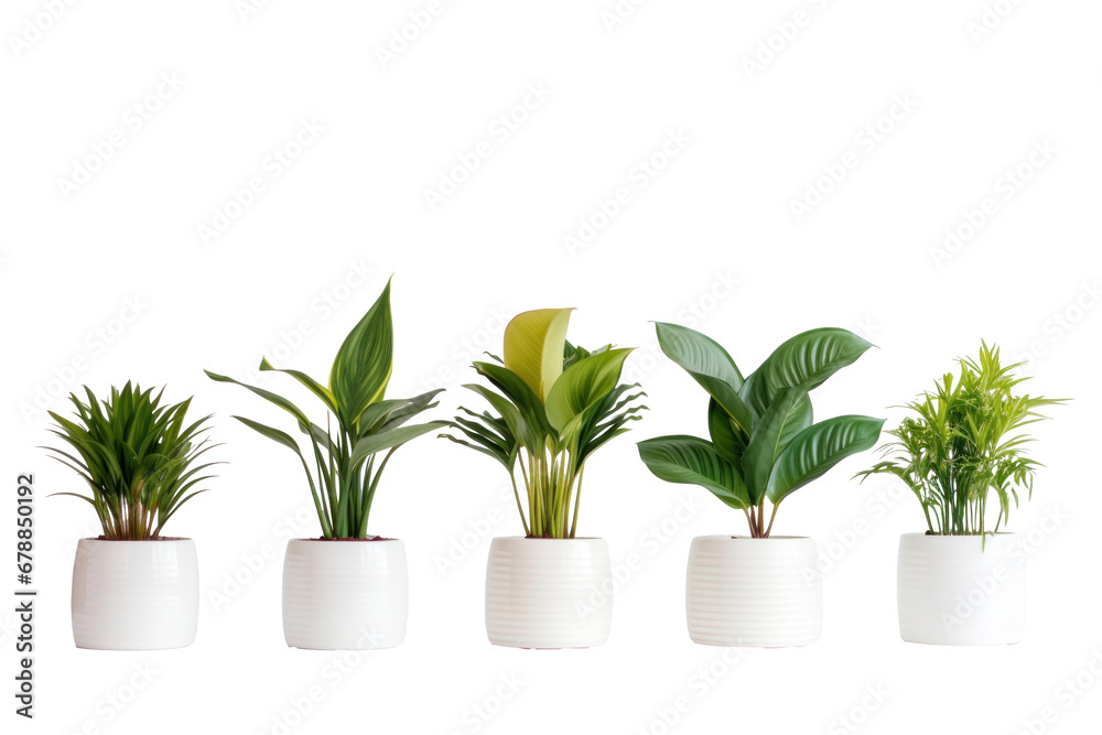 Indoor house plants in ceramic pots isolated on a transparent background.