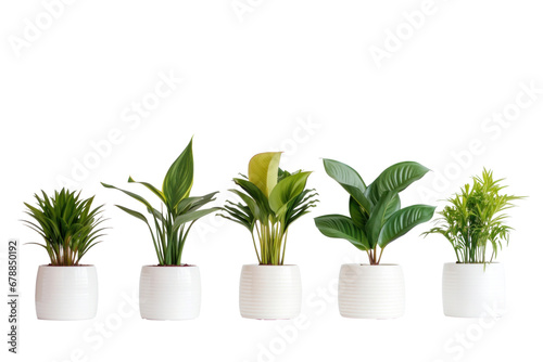 Indoor house plants in ceramic pots isolated on a transparent background.