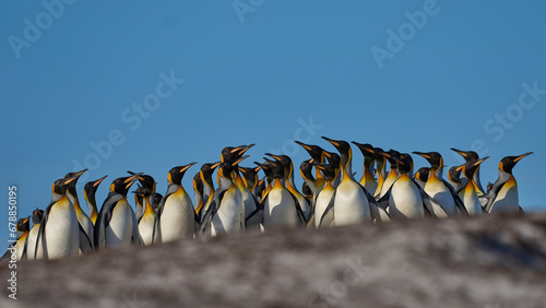 King Penguins (Aptenodytes patagonicus) walking across grassland at Volunteer Point in the Falkland Islands. 