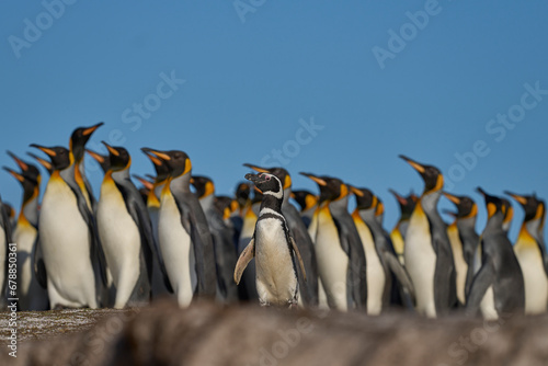 Group of King Penguins  Aptenodytes patagonicus  walking through a colony of Magellanic Penguins  Spheniscus magellanicus  at Volunteer Point in the Falkland Islands.
