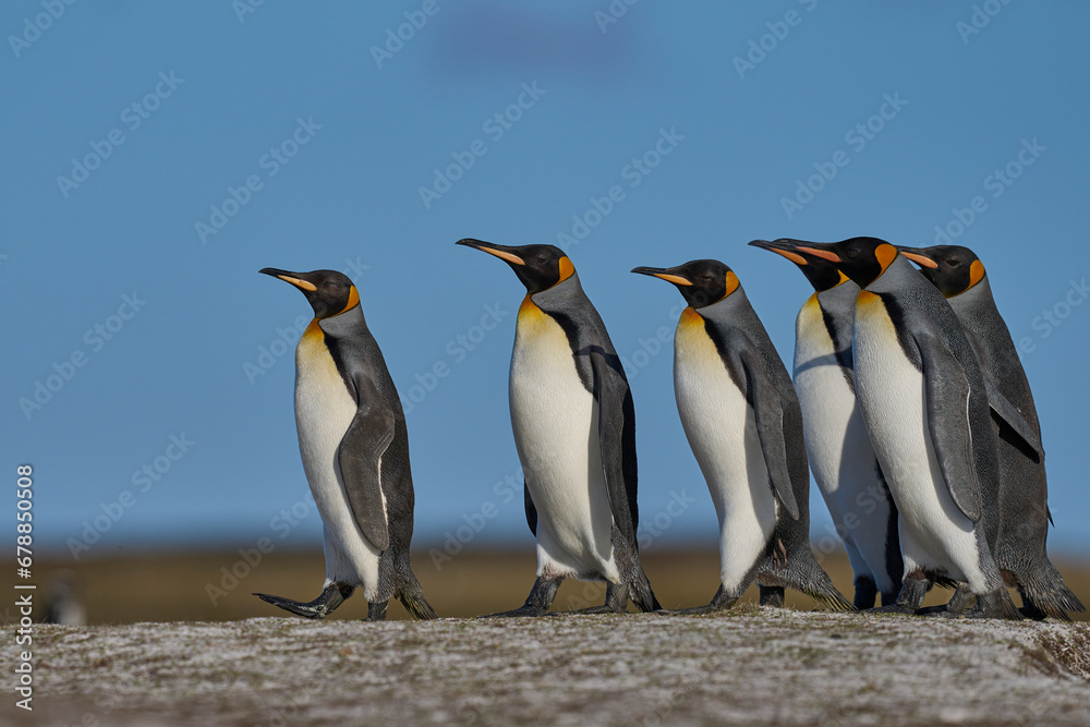 Fototapeta premium King Penguins (Aptenodytes patagonicus) walking across grassland at Volunteer Point in the Falkland Islands. 