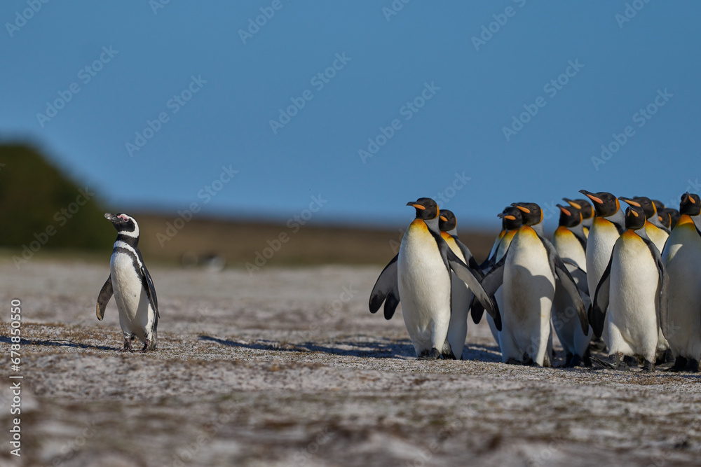 Obraz premium Group of King Penguins (Aptenodytes patagonicus) walking through a colony of Magellanic Penguins (Spheniscus magellanicus) at Volunteer Point in the Falkland Islands.