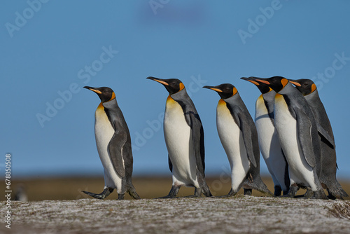 King Penguins  Aptenodytes patagonicus  walking across grassland at Volunteer Point in the Falkland Islands. 
