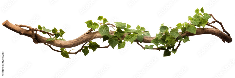 Twisted branch with ivy growing isolated on a transparent background. - obrazy, fototapety, plakaty 