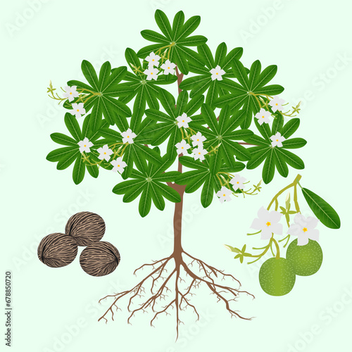 Tree with flowers and pong pong othalanga Cerbera odollam fruit on a green background.