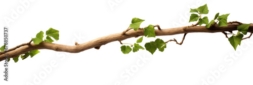 Twisted branch with ivy growing isolated on a transparent background.