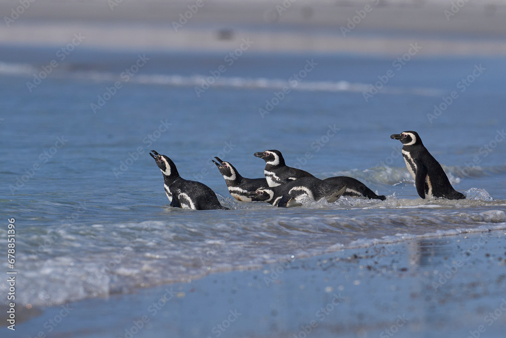 Fototapeta premium Group of Magellanic Penguins (Spheniscus magellanicus) going to sea at Volunteer Point in the Falkland Islands.