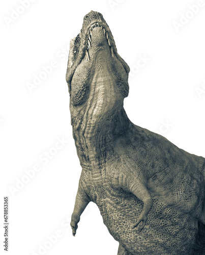 tyrannosaurus rex is looking up in close up view