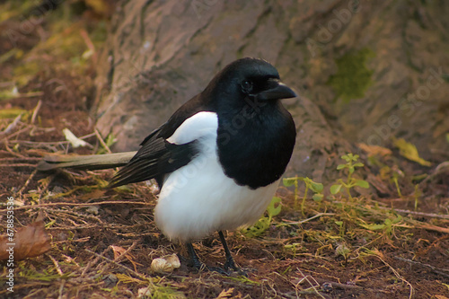 Bird in the grass