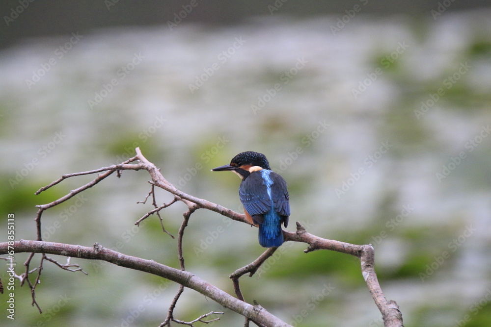 Obraz premium Eisvogel (Alcedo atthis)