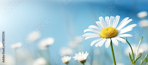 In the serene summer sky a beautiful white chamomile flower stands as an artful design radiating with the gentle and calming light of nature Its floral presence transcends the background bri